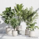 Five various plants in white pots, including succulents and ferns, displayed indoors.