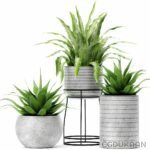 Three potted plants arranged in modern concrete planters, showcasing greenery against a minimalist backdrop.