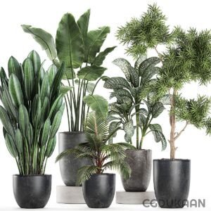 Three distinct types of plants displayed in black pots, showcasing a variety of shapes and textures in a minimalist setting.